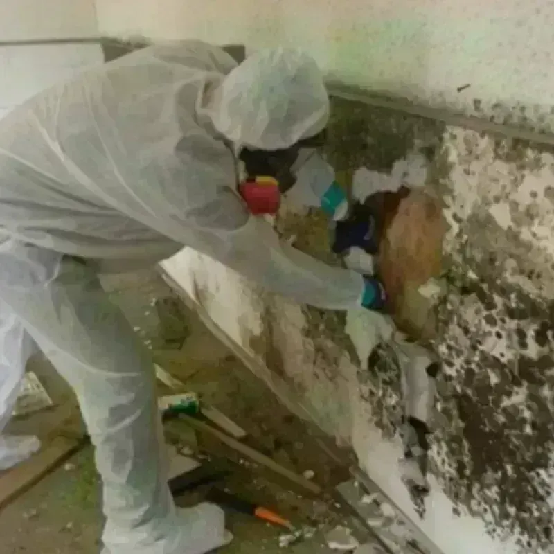 Mold Remediation and Removal in Franklin Square, NY